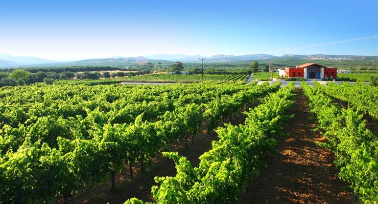 strataridakis winery kreta griechenland